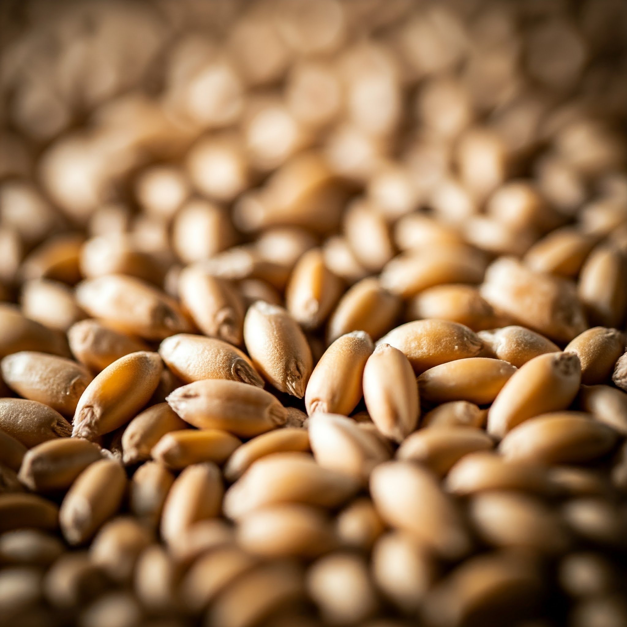 Grain Kernels