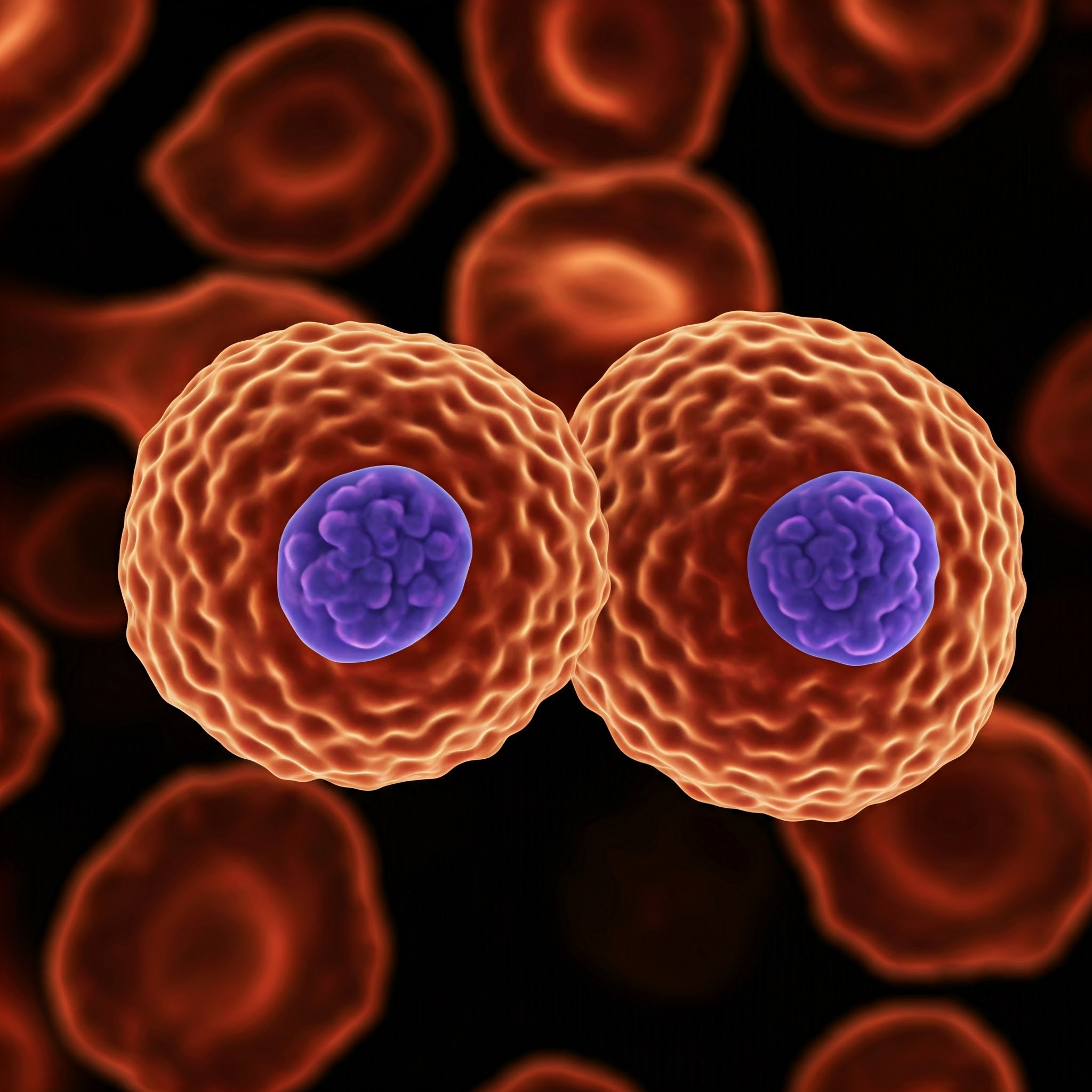 T and B Lymphocytes